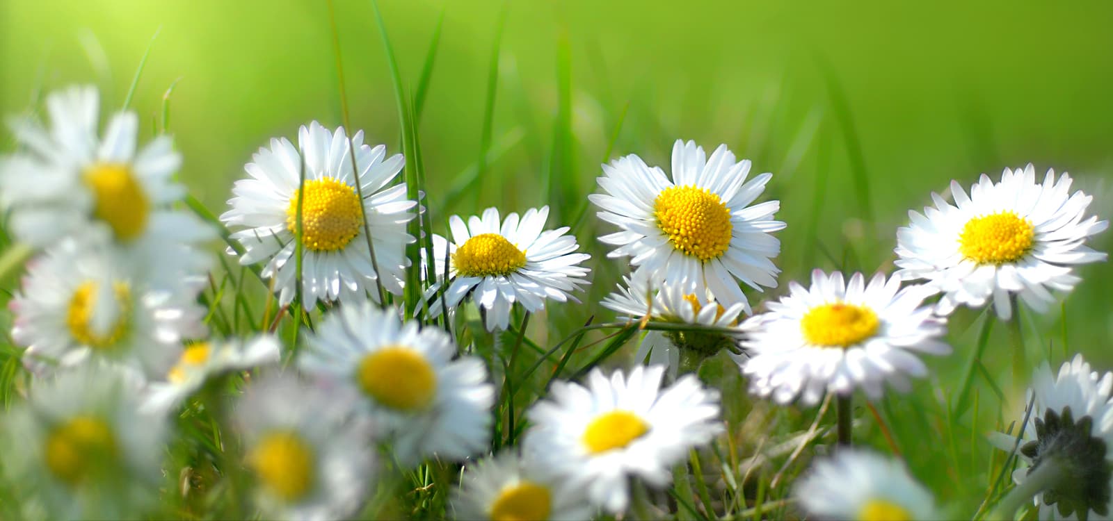 Oxeye daisies in grass