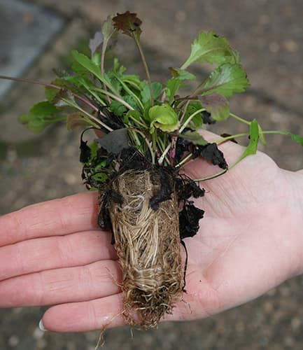 A jumbo plug plant held in a hand, showing the roots