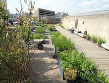Planters and a timber walkway on the Southbank Centre roof garden